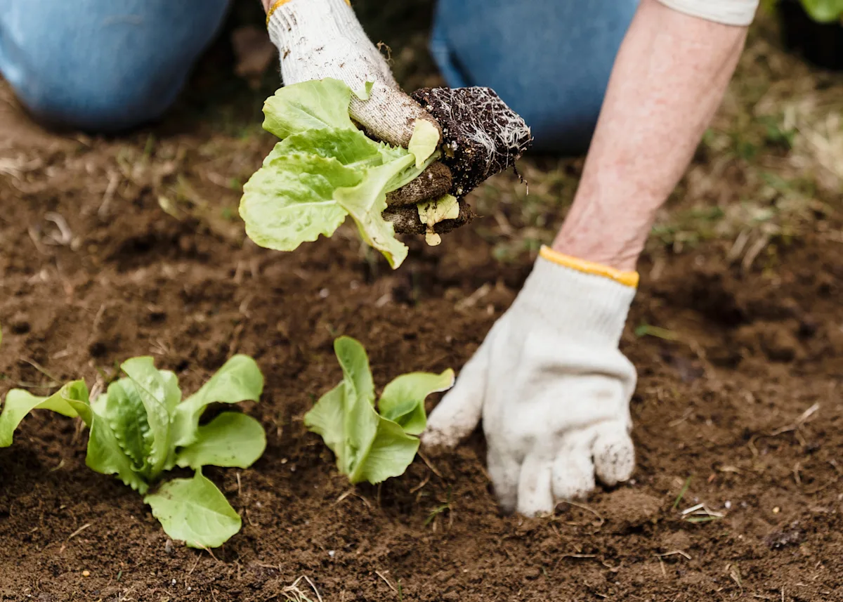 lettuce planting