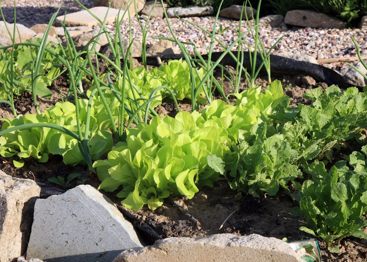 intercropping