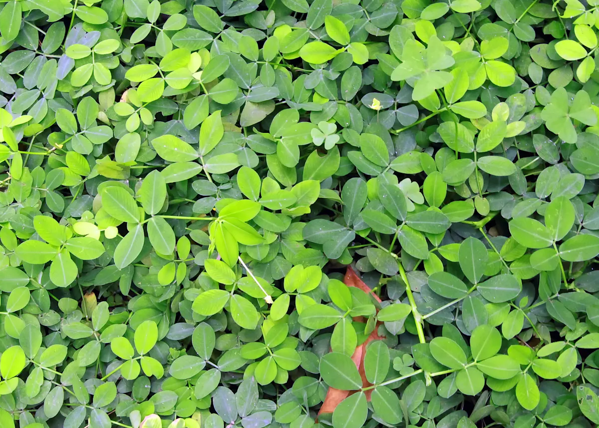 cover crop