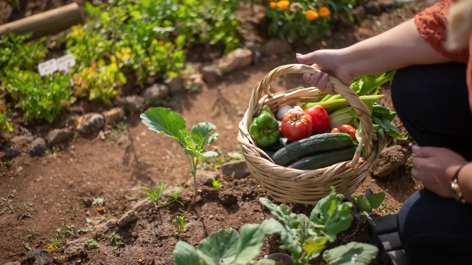 Vegetable garden