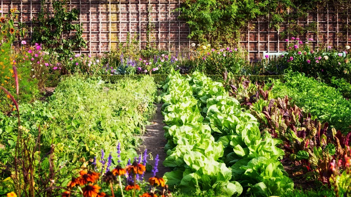 Edible garden vegetables lettuce