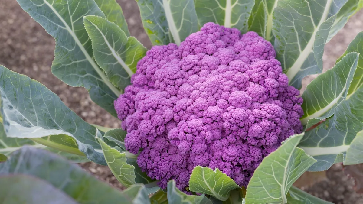 Purple cabbage
