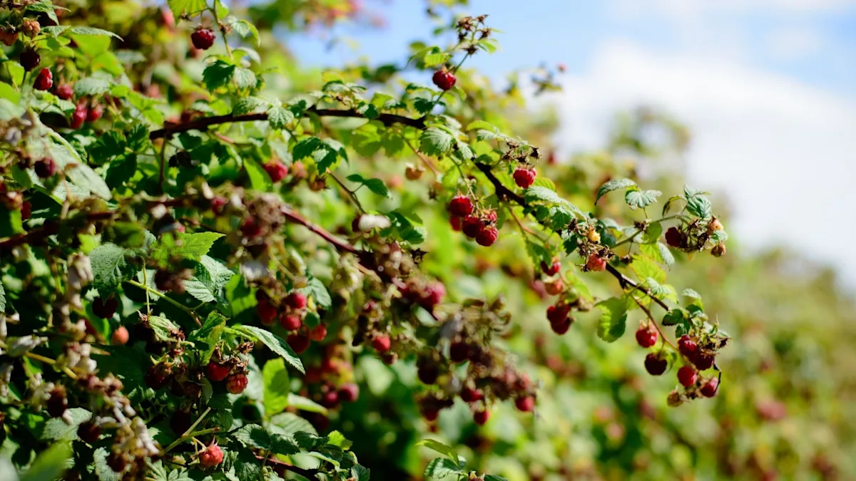 Raspberry bushes