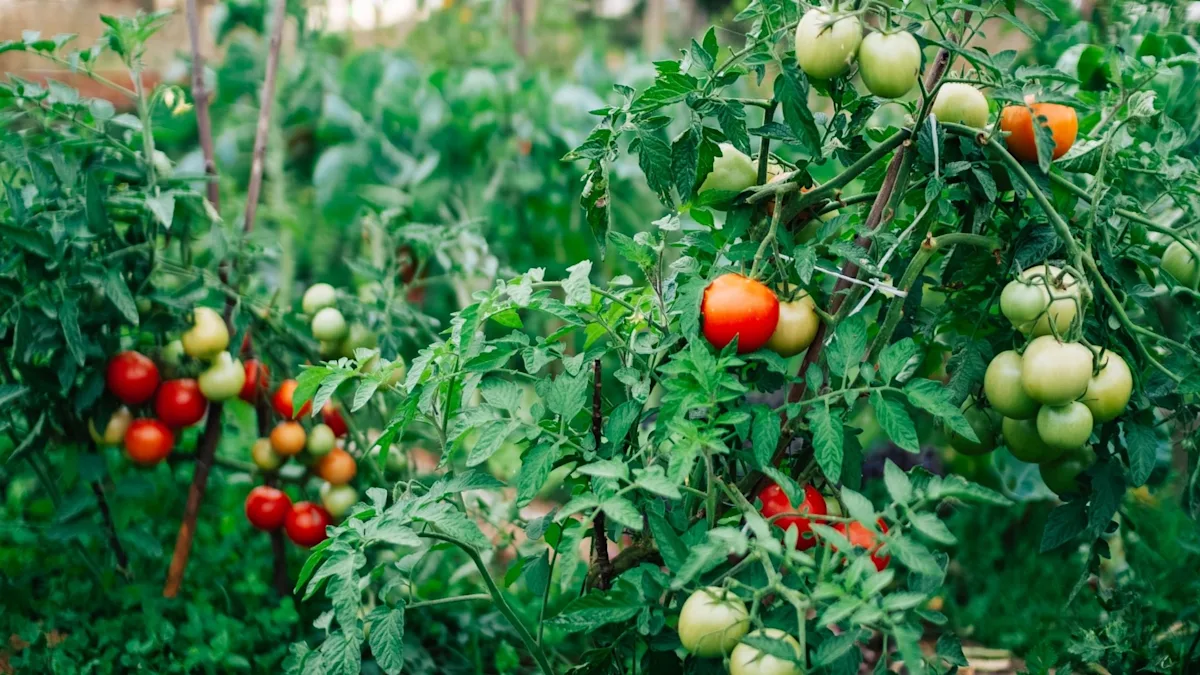 Tomato plants