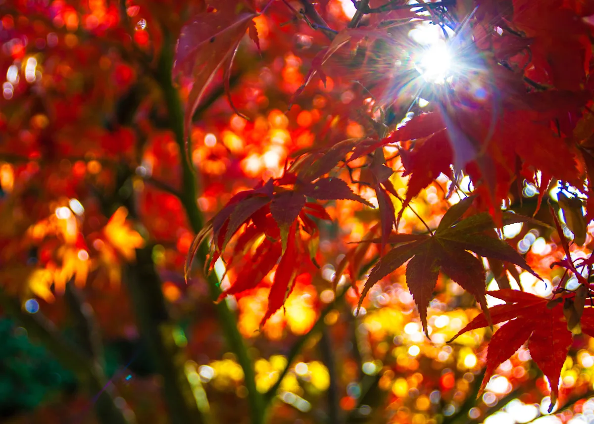fall foliage