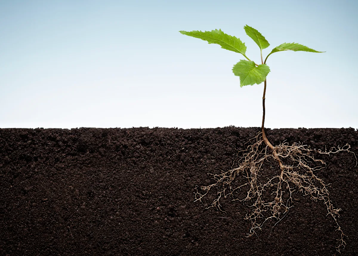 plant with roots