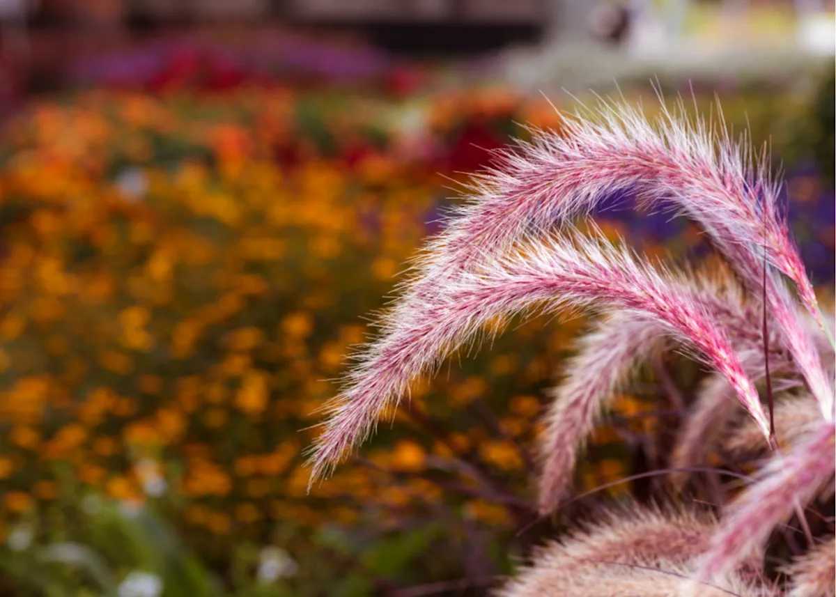 fall pollinator friendly muhly grass