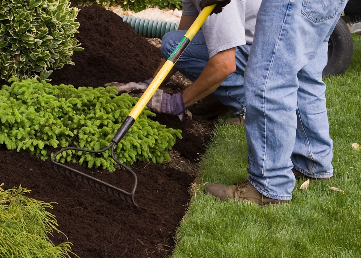 mulching with rake
