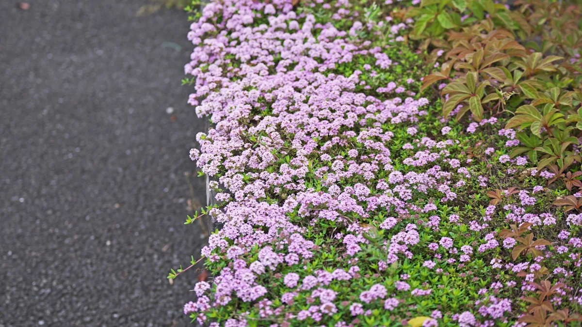 creeping thyme lawn alternative