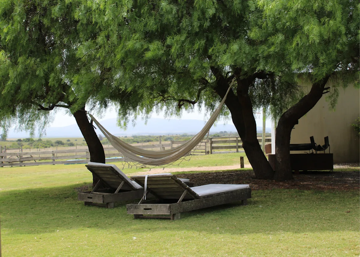 Trees with hammock