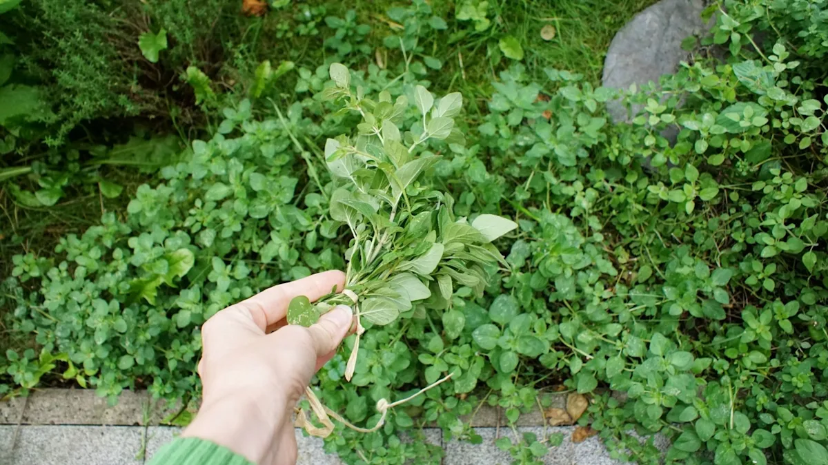 creeping oregano lawn alternative