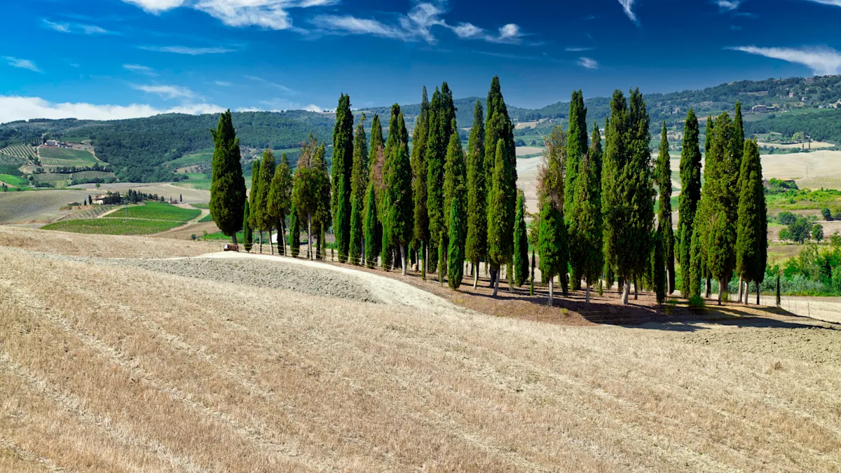 Italian cypress columnar tree privacy
