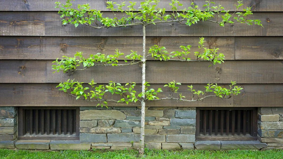 espalier edible fruit