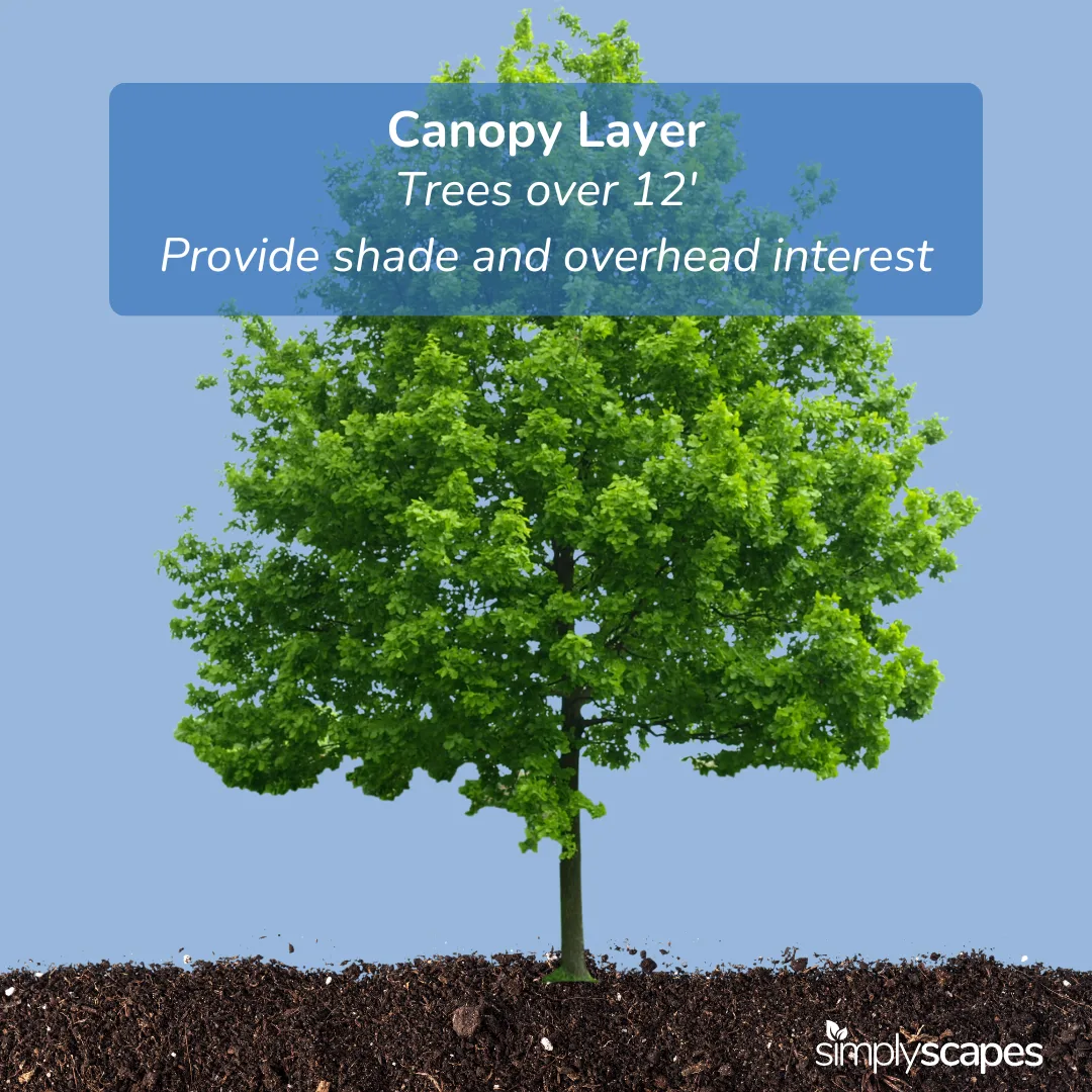 Canopy Layer