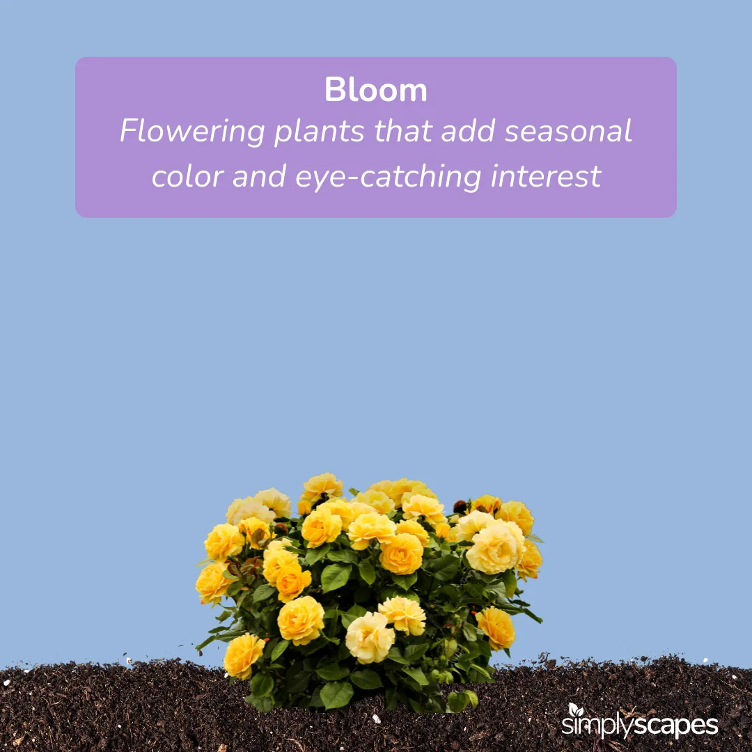 Bloom