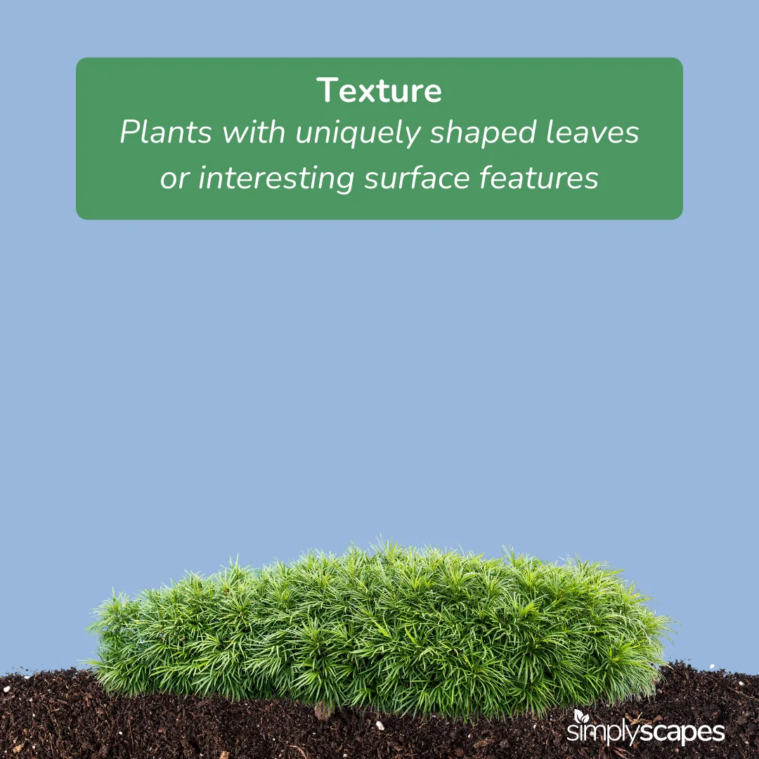 Texture