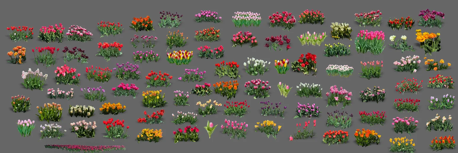 Tulips