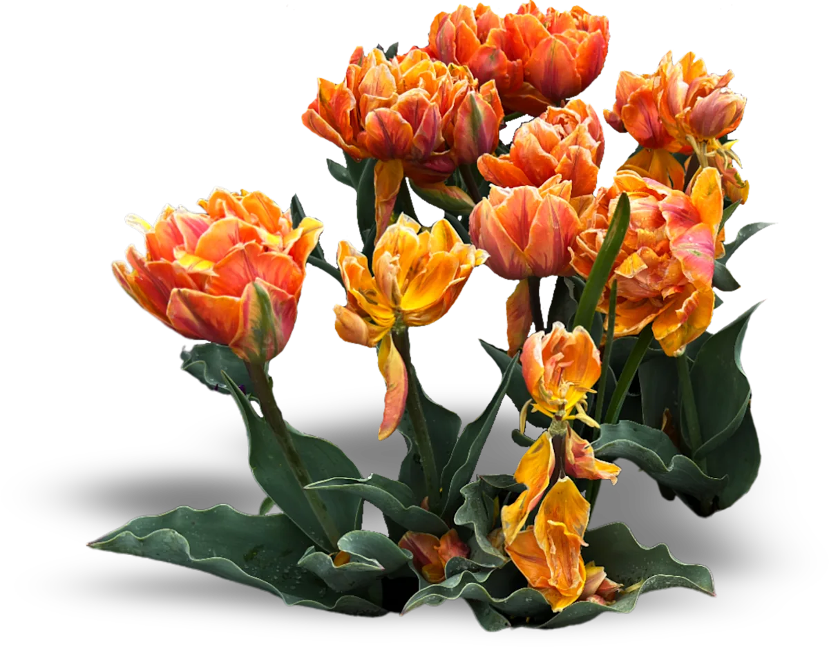 double tulip