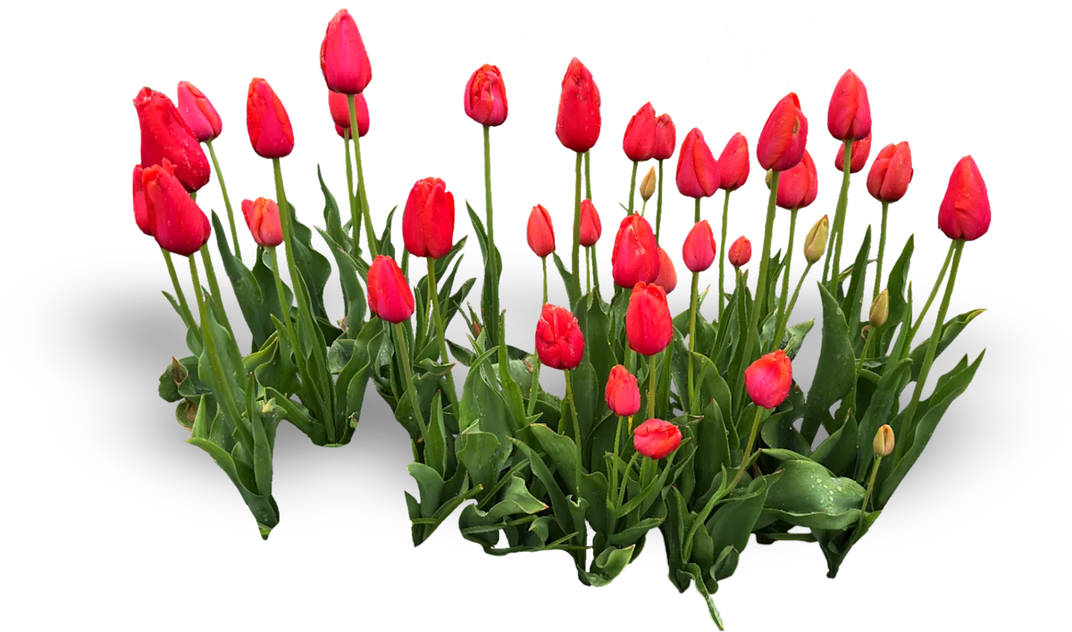 single tulip