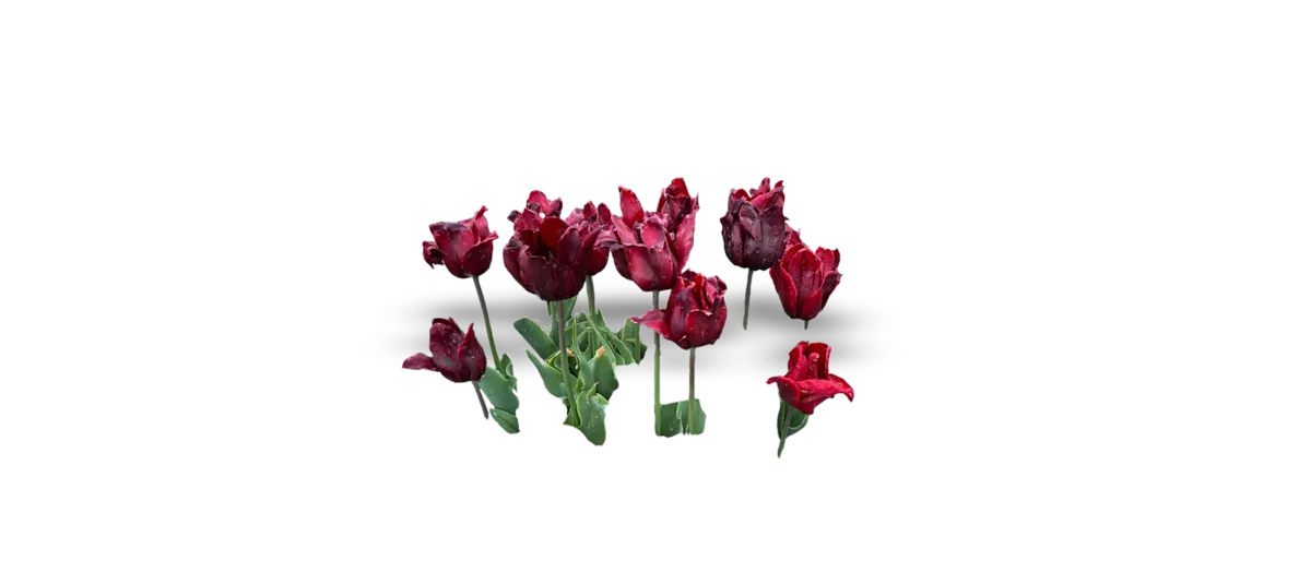 lily tulip