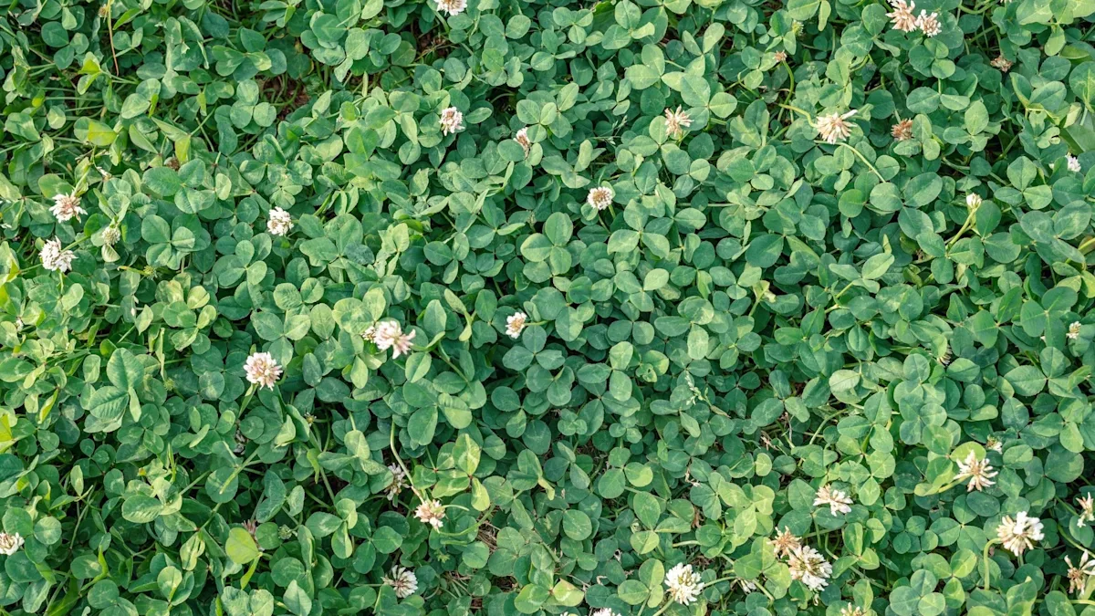clover lawn alternative