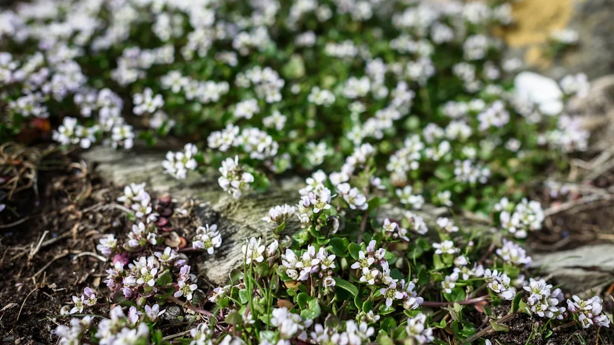 Corsican sandwort lawn alternative