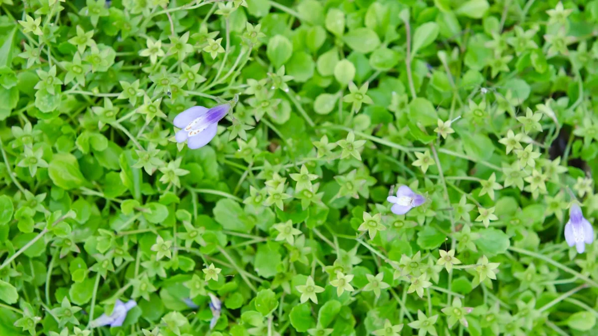 Mazus, creeping jenny lawn alternative