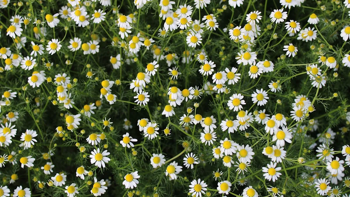 Chamomile lawn alternative