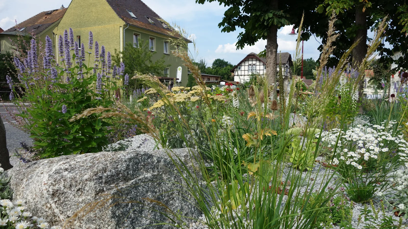 Native Plants Landscape