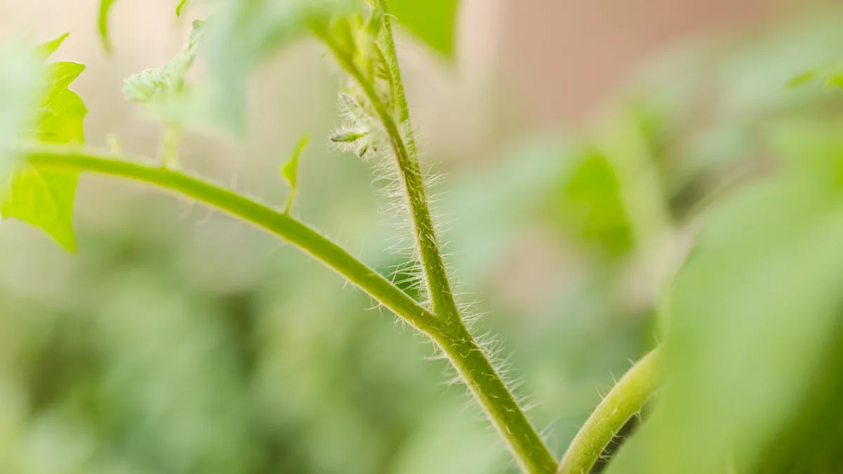 Trichomes