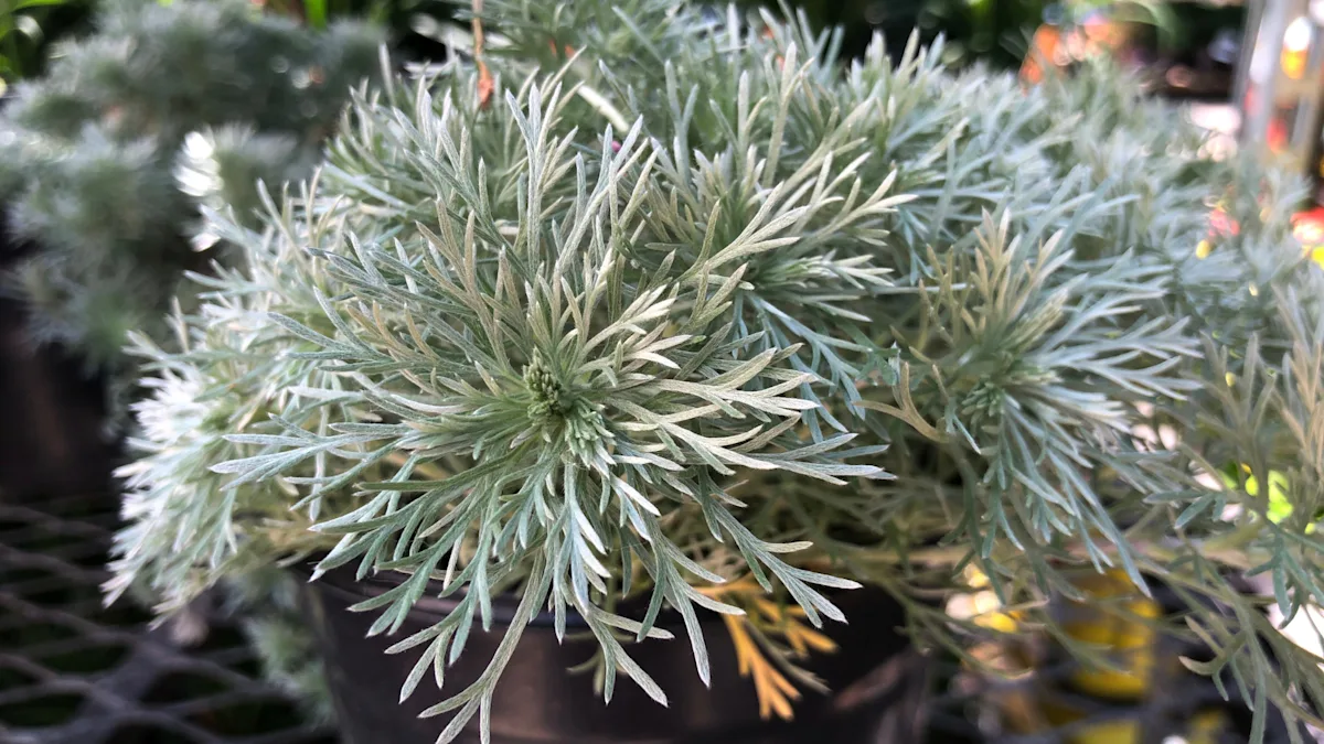 Silvermound
