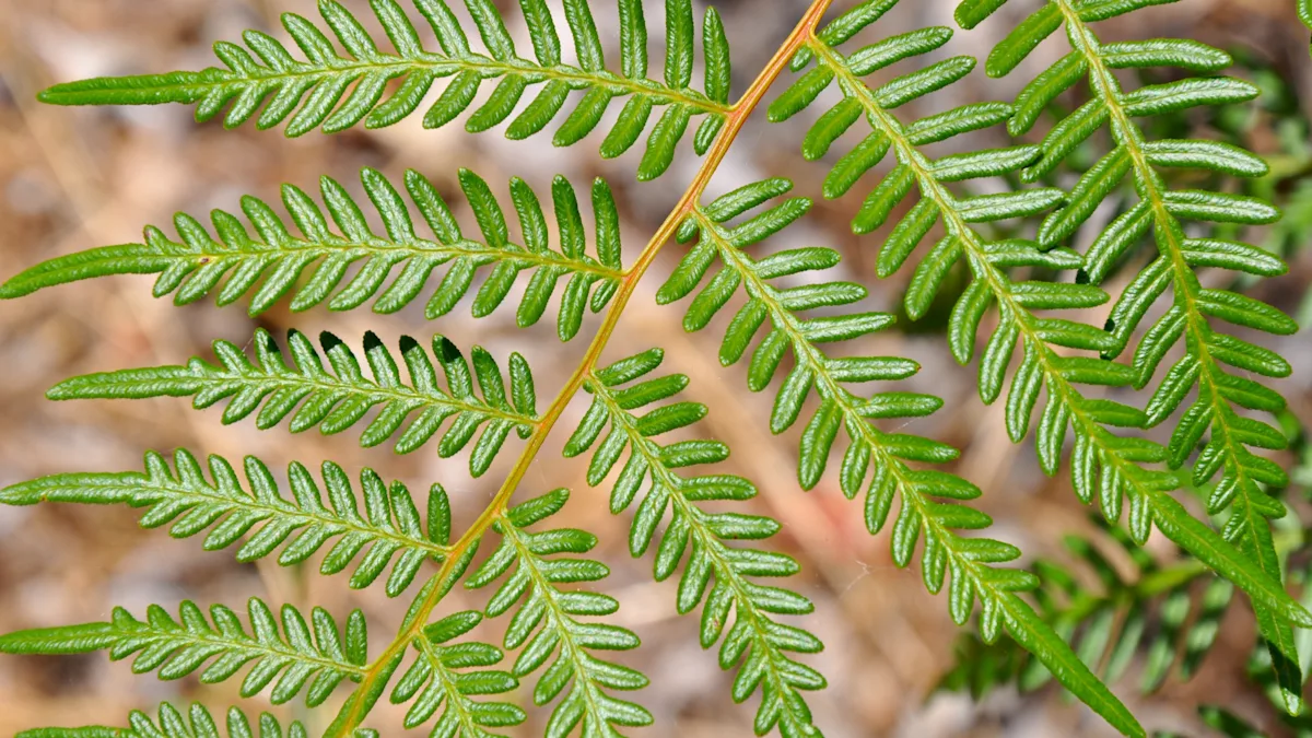 Waxy Leaves