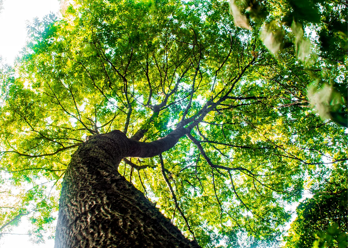 Tall tree
