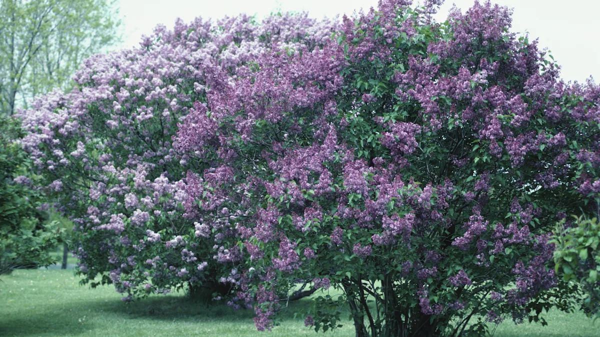 Lilac Bush - Privacy