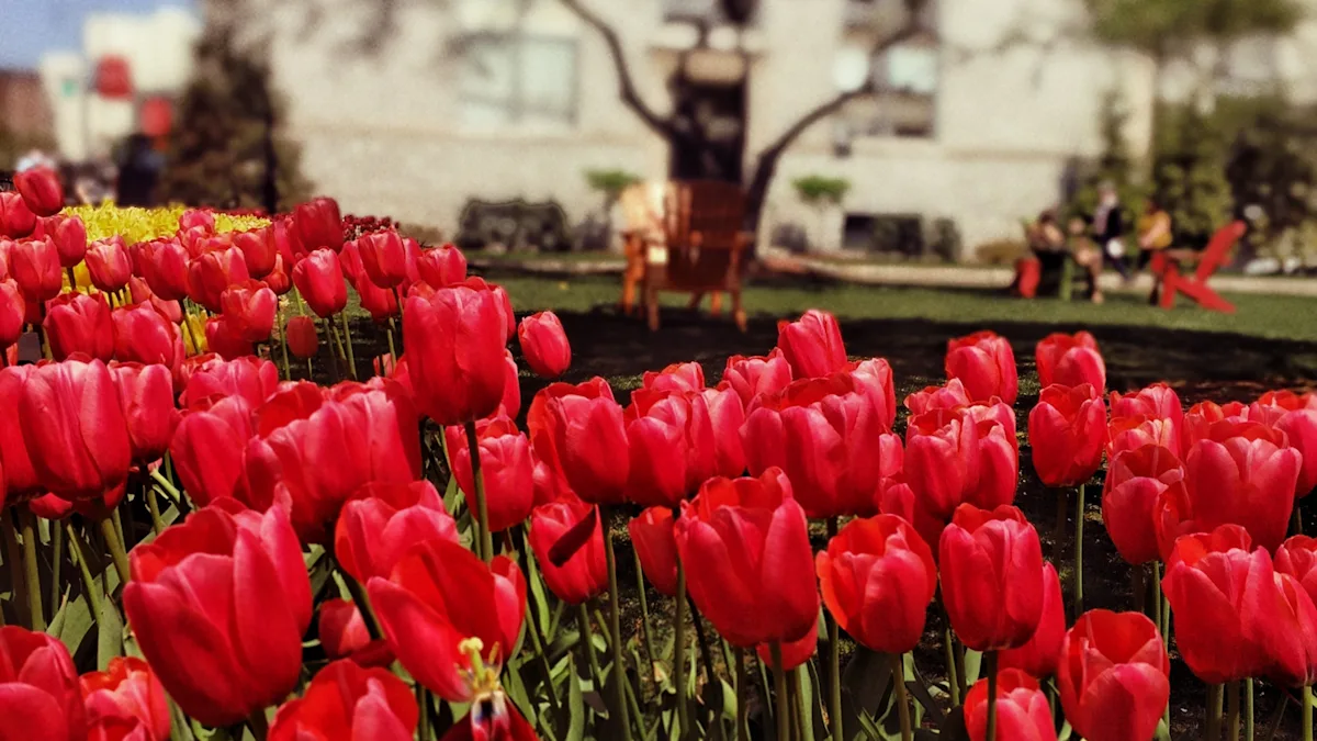Tulip bed