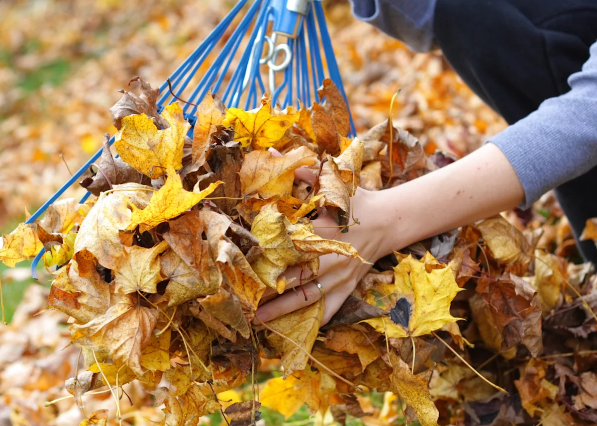 Raking Fall Leaves