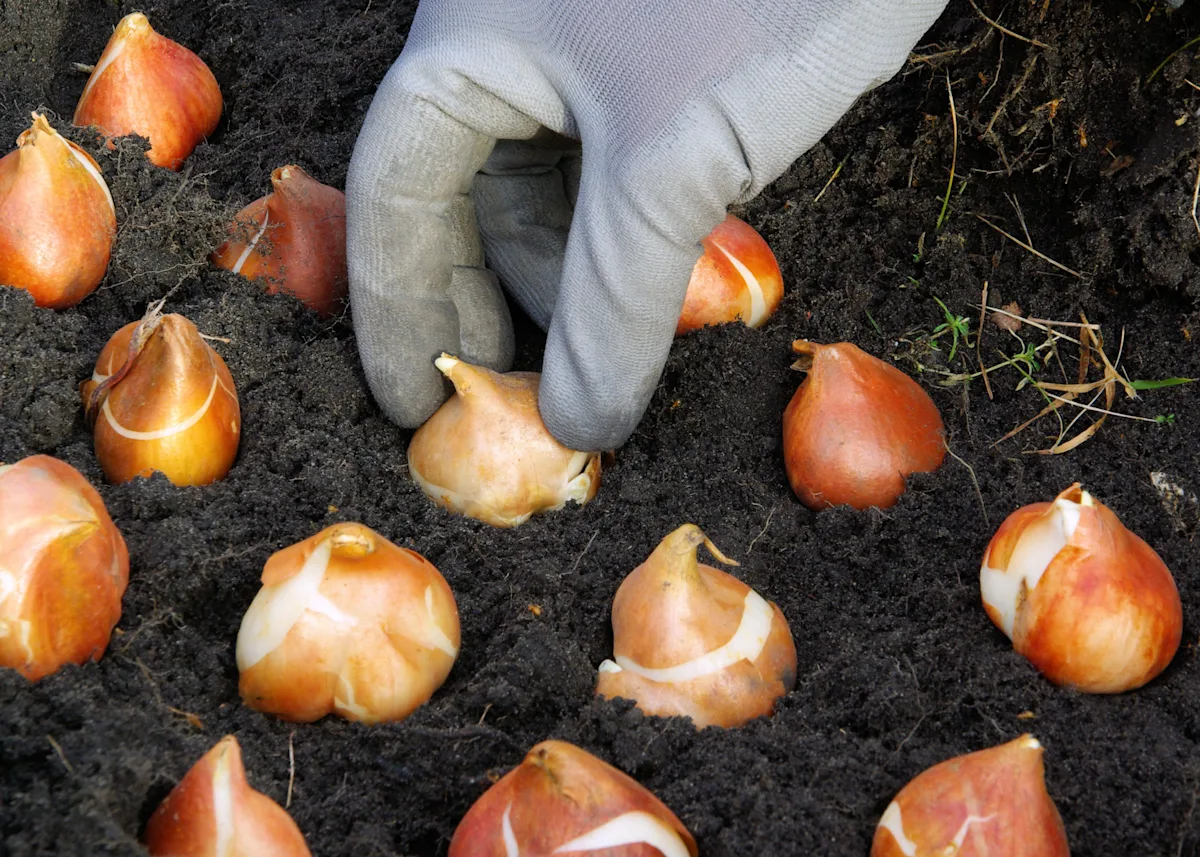 planting flower bulbs